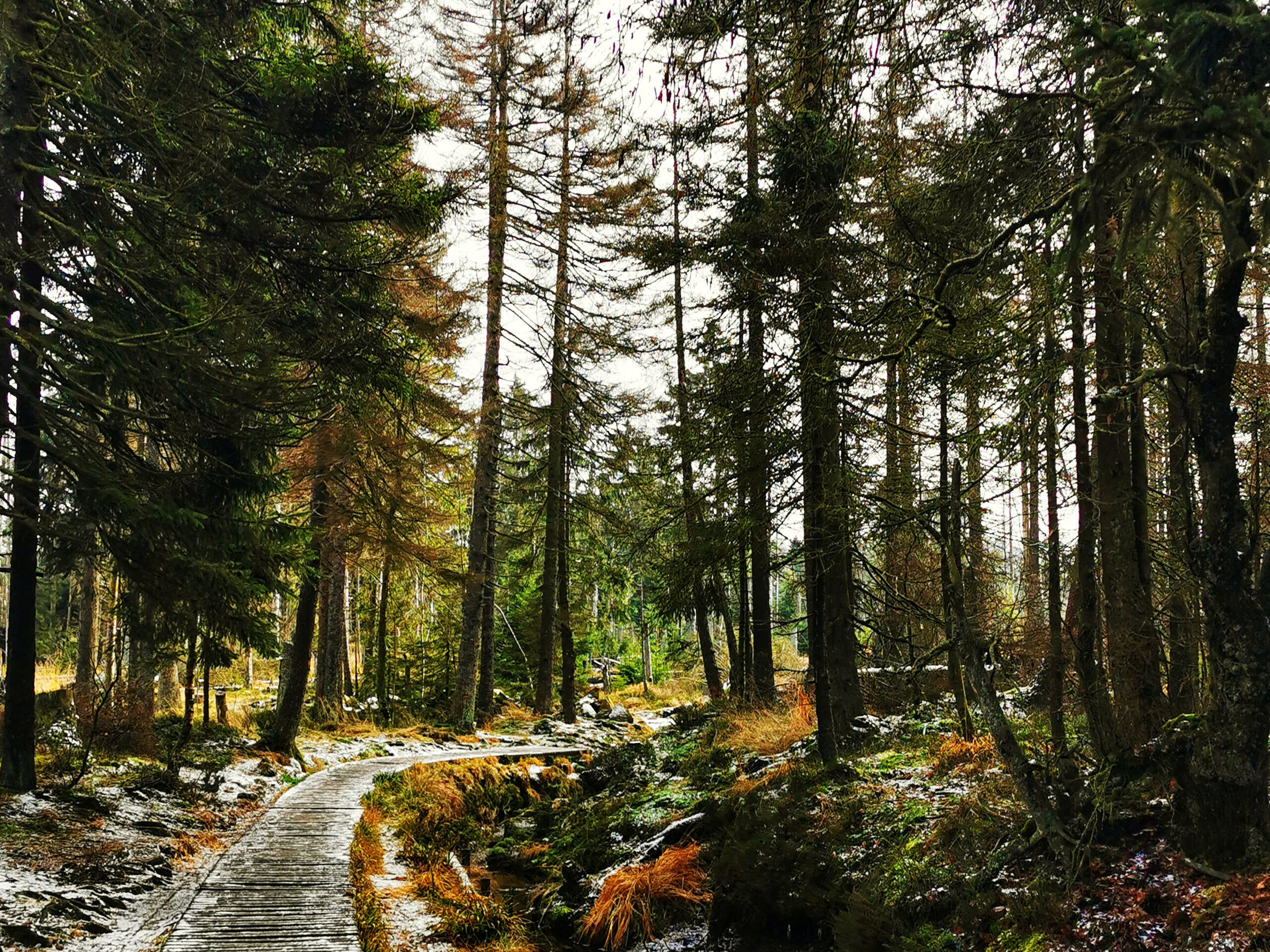 Torfhausmoor Wanderung im Winter