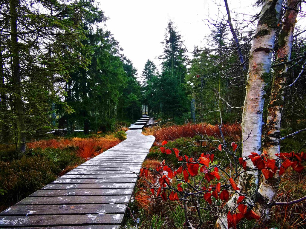 Wanderweg dur das Torfhausmoor