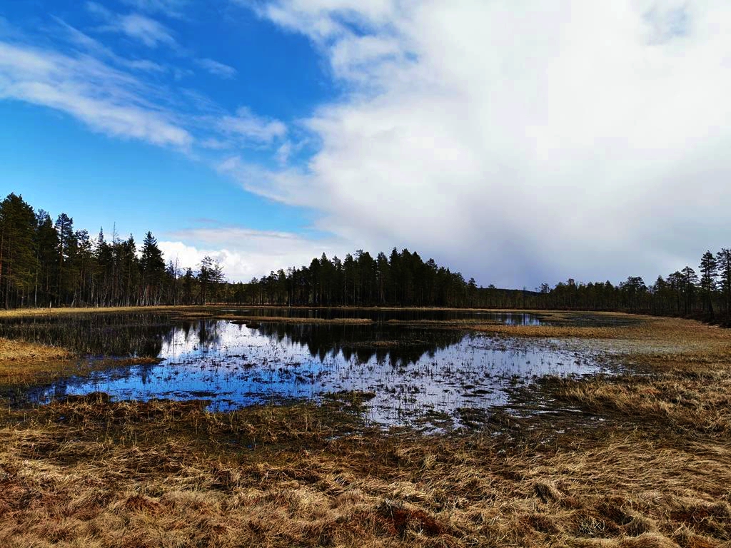 Wandern im Hamra Nationalpark in Schweden