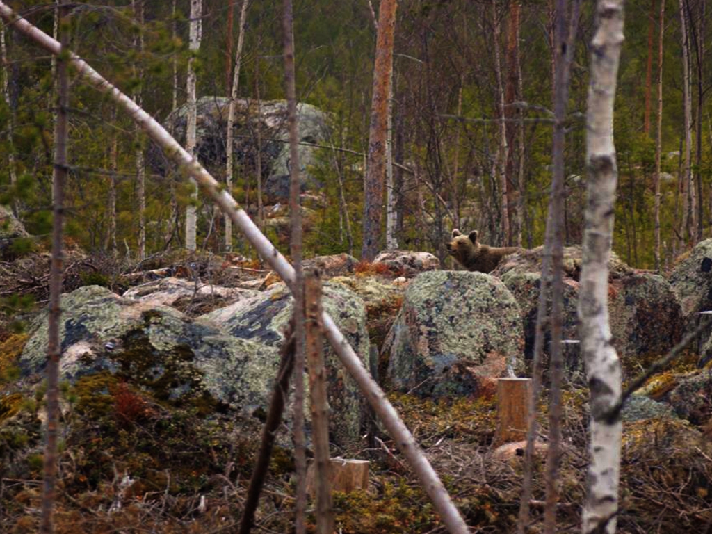 Wandern im Hamra Nationalpark in Schweden