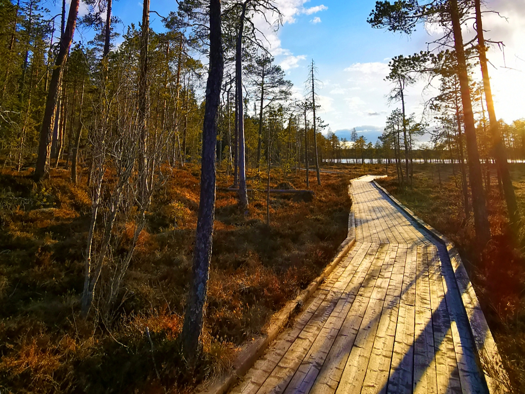 Rundwanderung im Hamra Nationalpark in Schweden - Hier der beginn zur Urskogslingan Rund