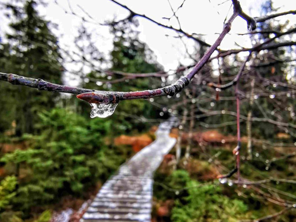 Wanderung Nationalpark Harz Torfhausmoor Bohlenpfad Eiszeit