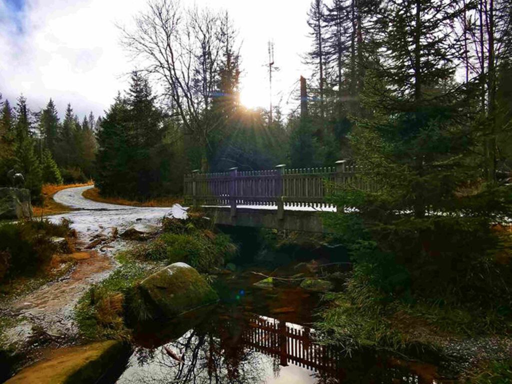 Wanderung Nationalpark Harz Torfhausmoor Bohlenpfad Luchsdenkmal