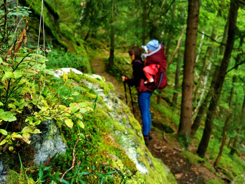 Viele Teile der Natur im Schwarzatal sind von einem Teppich aus Farnen und Moosen bedeckt. 