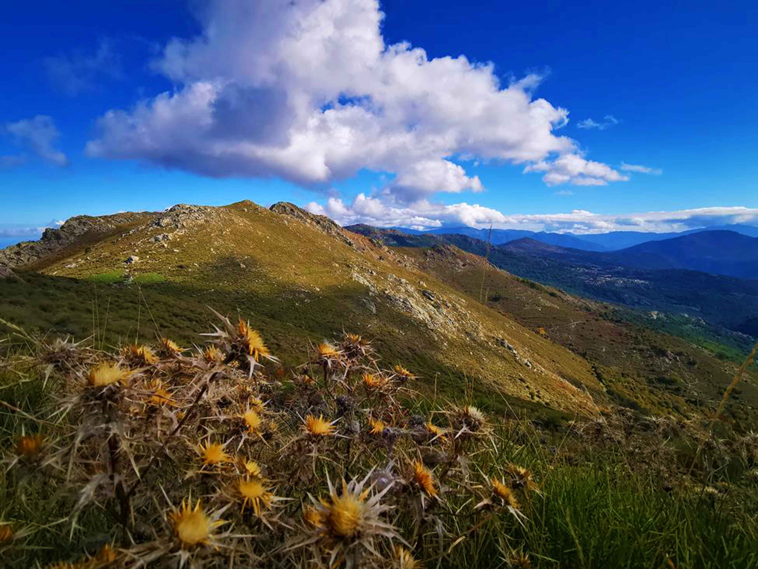 Panoramasicht in den Bergen auf korsika nahe des Monte Tolu