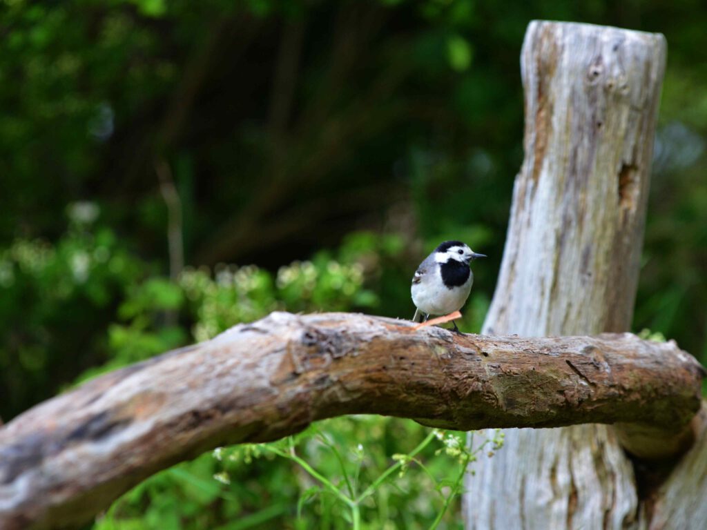 Diese junge Bachstelze im Geltinger Birk präsentierte sich ganz stolz und selbstbewusst der Kamera.