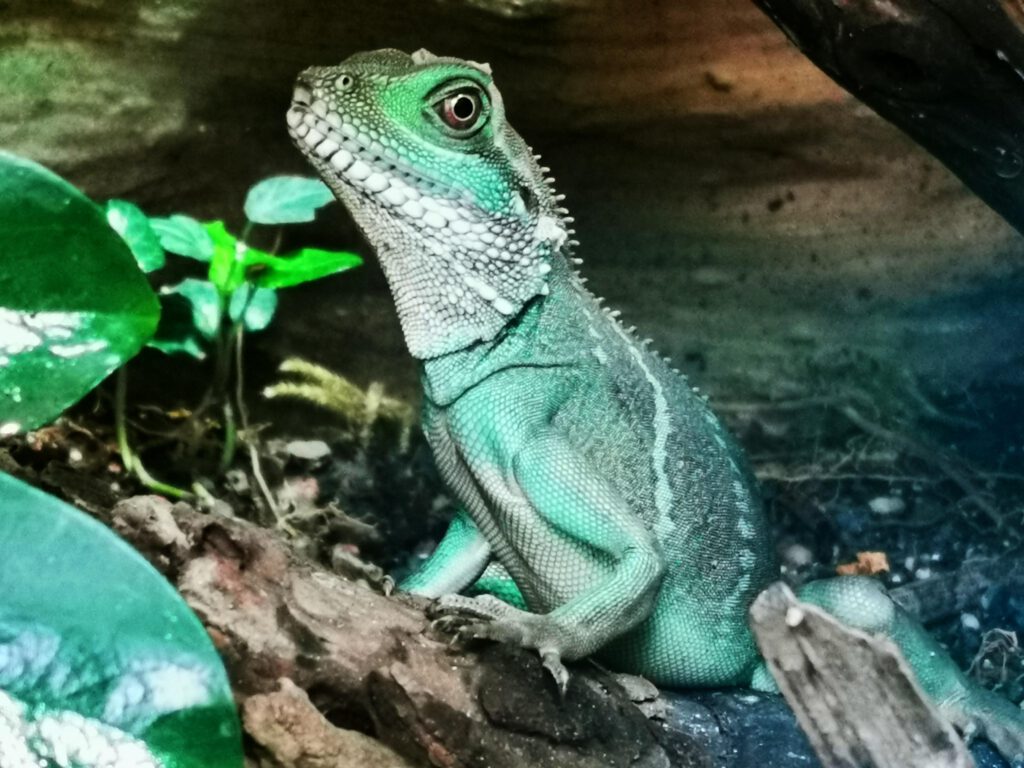 Jede Menge Reptilien gibt es in der Biosphaere zu sehen.