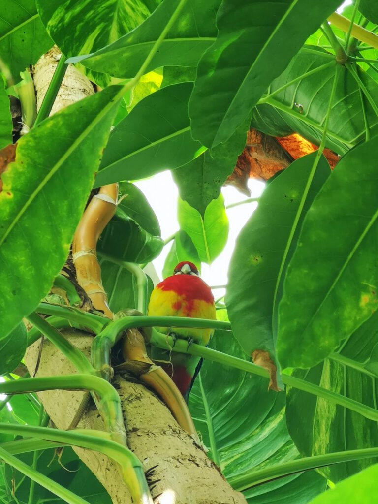 Ein Vogel versteckt zwischen Palmen