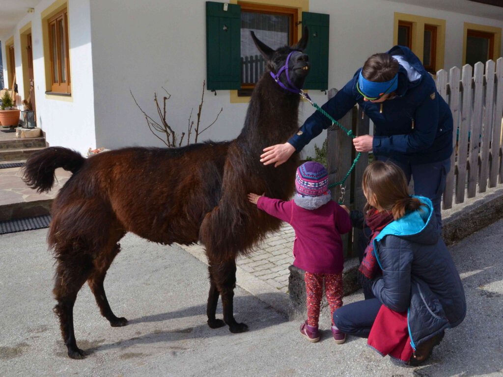 Abenteuer Lama Trekking in den Bergen von Österreich. 