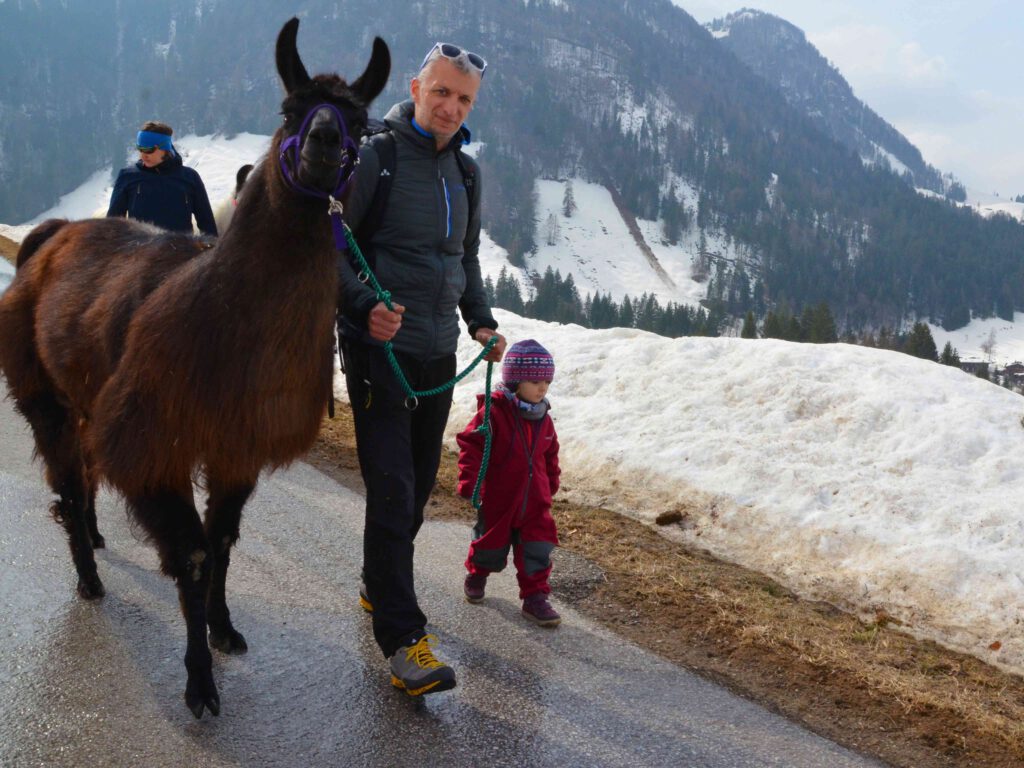 Abenteuer Lama Trekking in den Bergen von Österreich. 