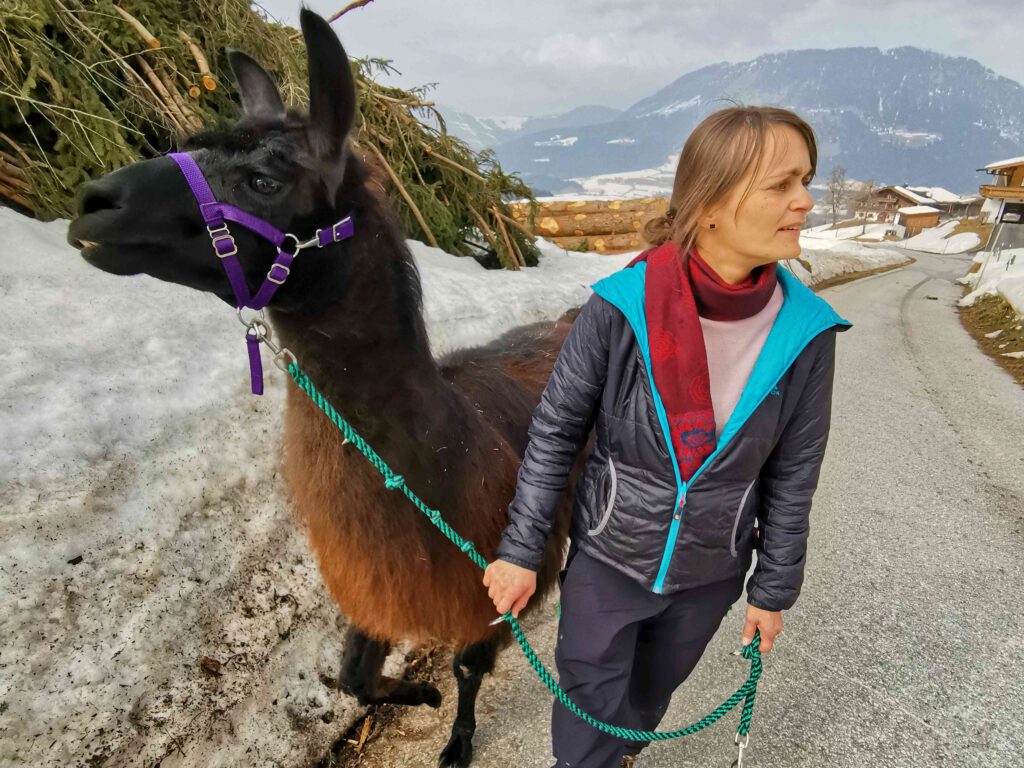 Abenteuer Lama Trekking in den Bergen von Österreich. 