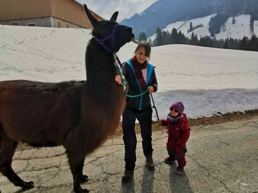 Abenteuer Lama Trekking in den Bergen von Österreich. 