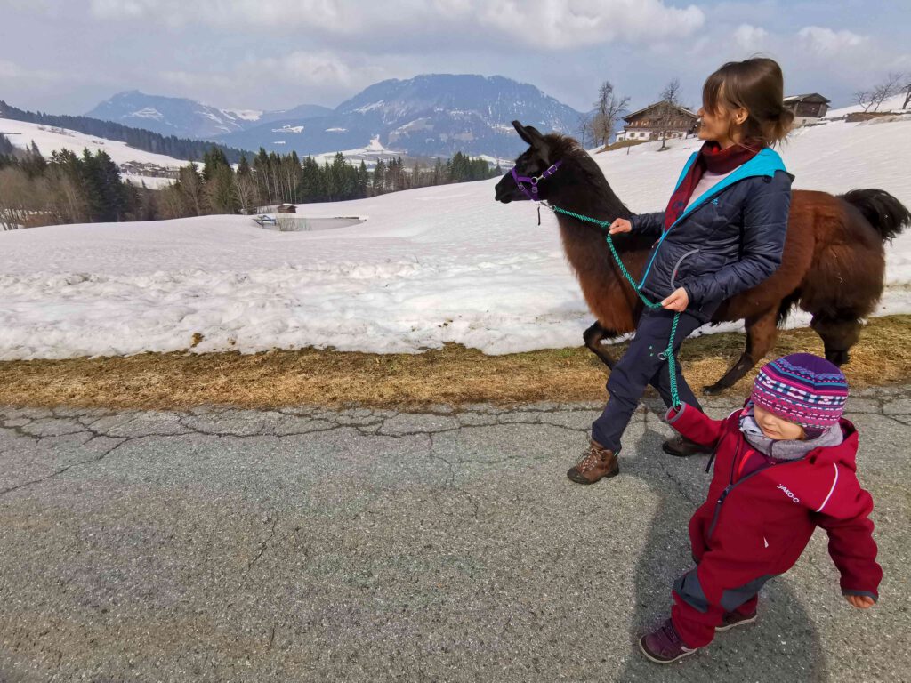 Abenteuer Lama Trekking in den Bergen von Österreich. 