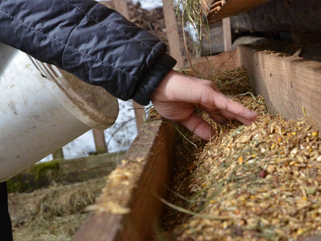 Wildtierfütterung und Spurensuche im Pillerseetal