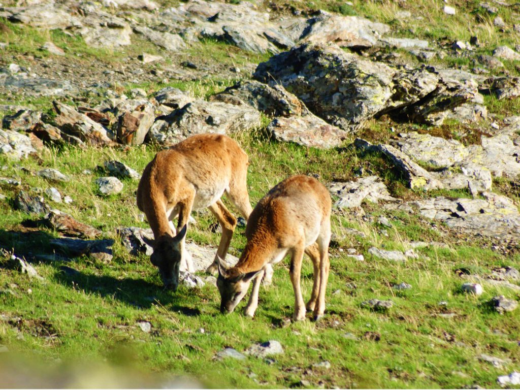 Wildtiere trifft man auf Sardinien ständig.