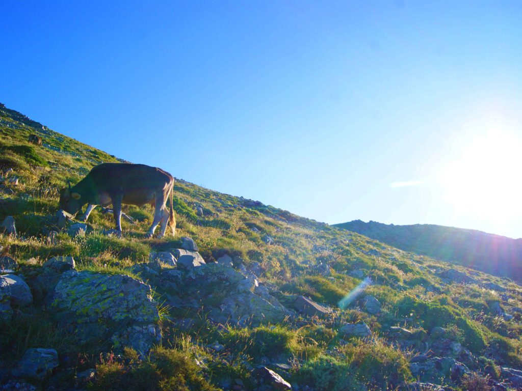 Kühe, Wildpferde und auch Schweine sind in den Bergen Sardiniens keine Seltenheit.