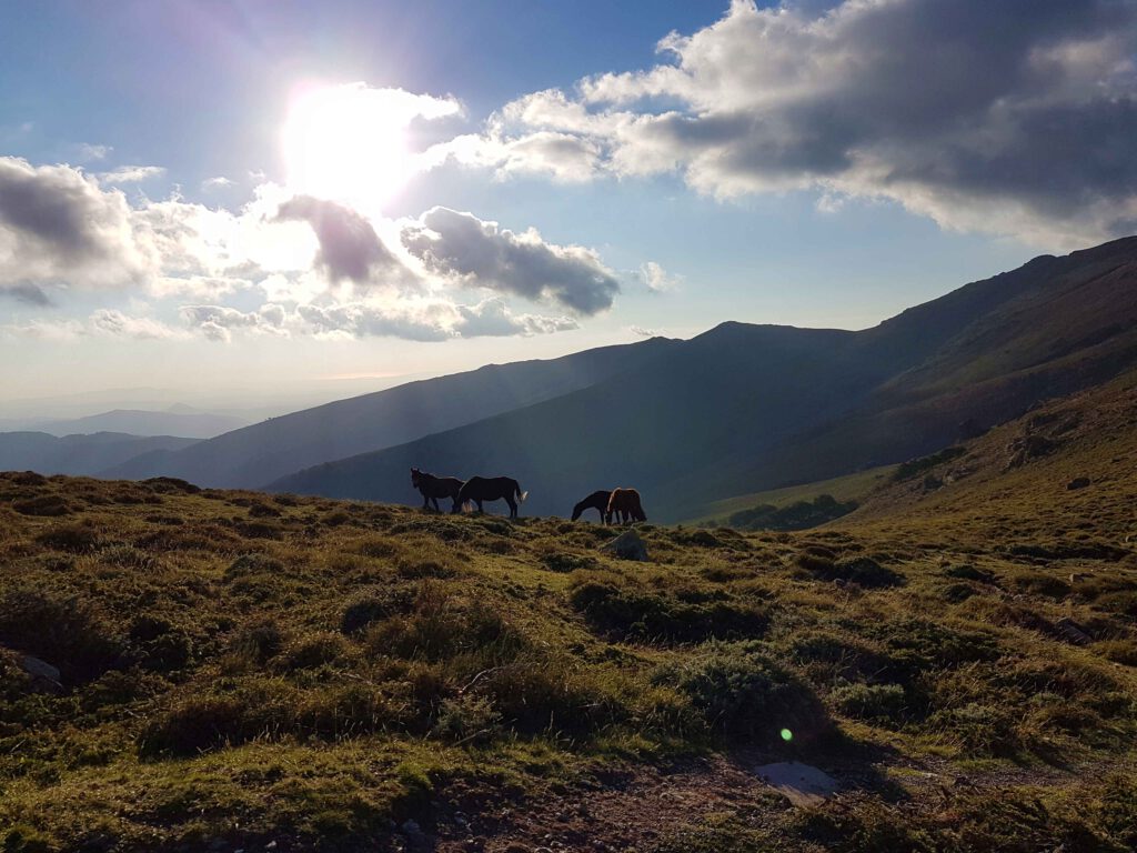 Wildpferde auf einer Wanderung auf Sardinien