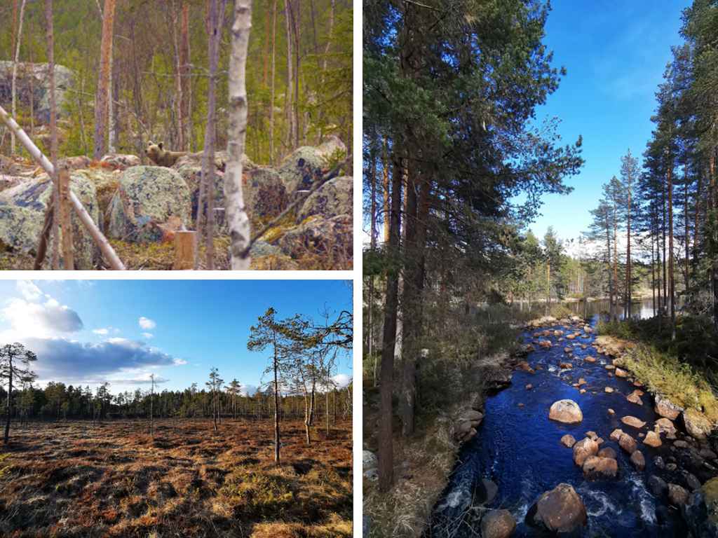 Hamra Nationalpark Schweden Baer Mittelschweden Ausflugsziel Wanderungen