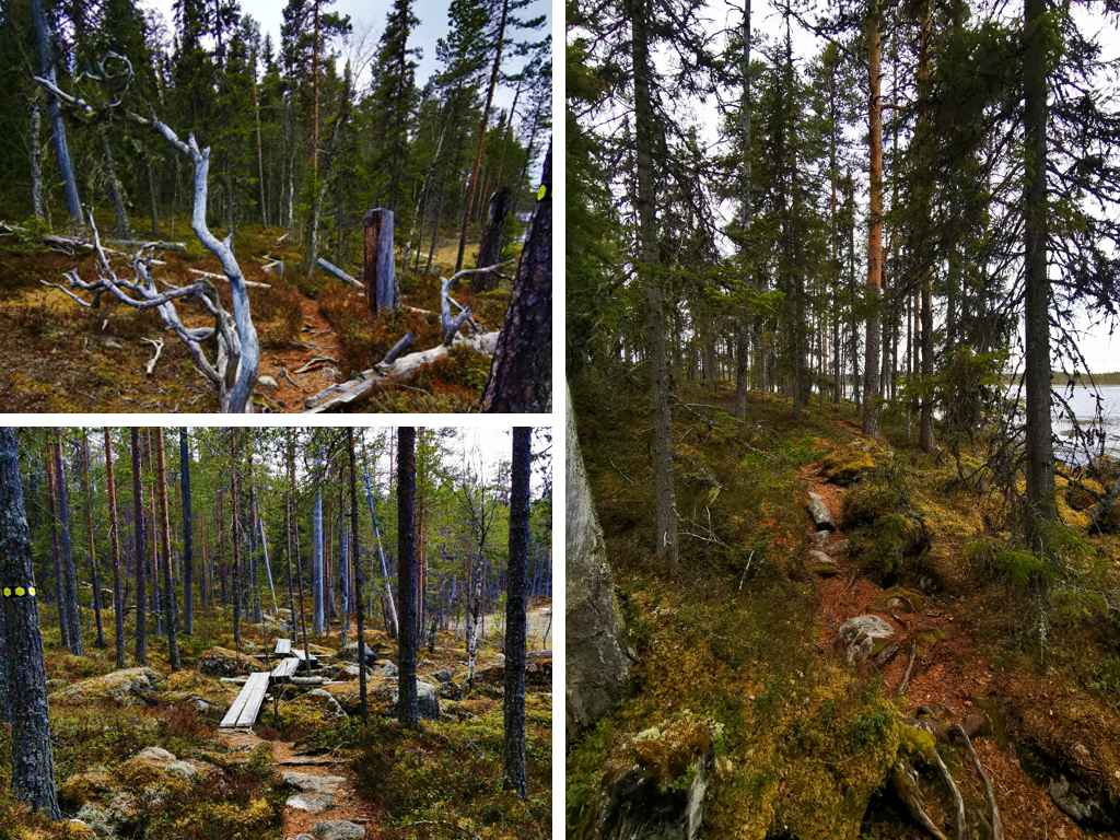 Urskogslingan Rund Wanderung durch den ursprünglichen Nationalpark Hamra in Schweden