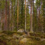 Wald im Hamra Nationalpark Schweden