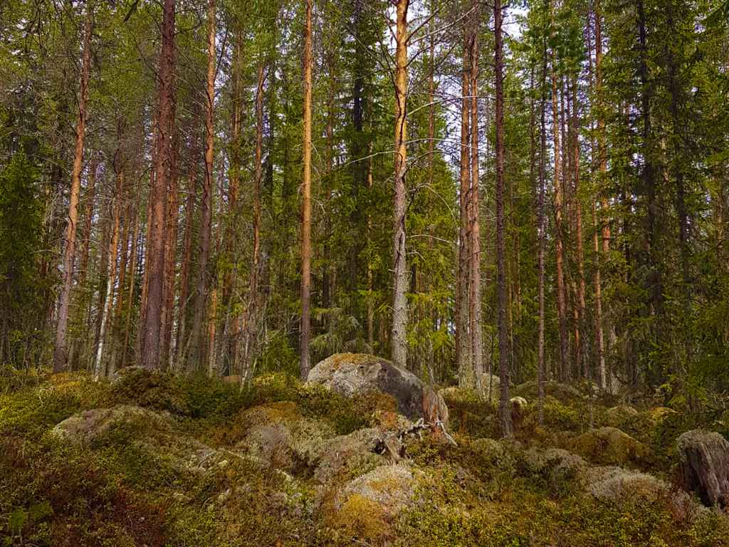 Wald im Hamra Nationalpark Schweden